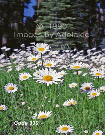 Field of Daisies